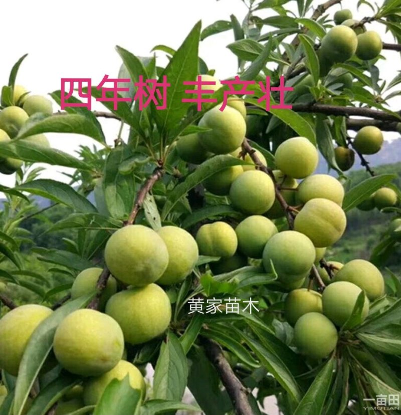 李子树苗蜂糖李子树品种纯真包栽培技术