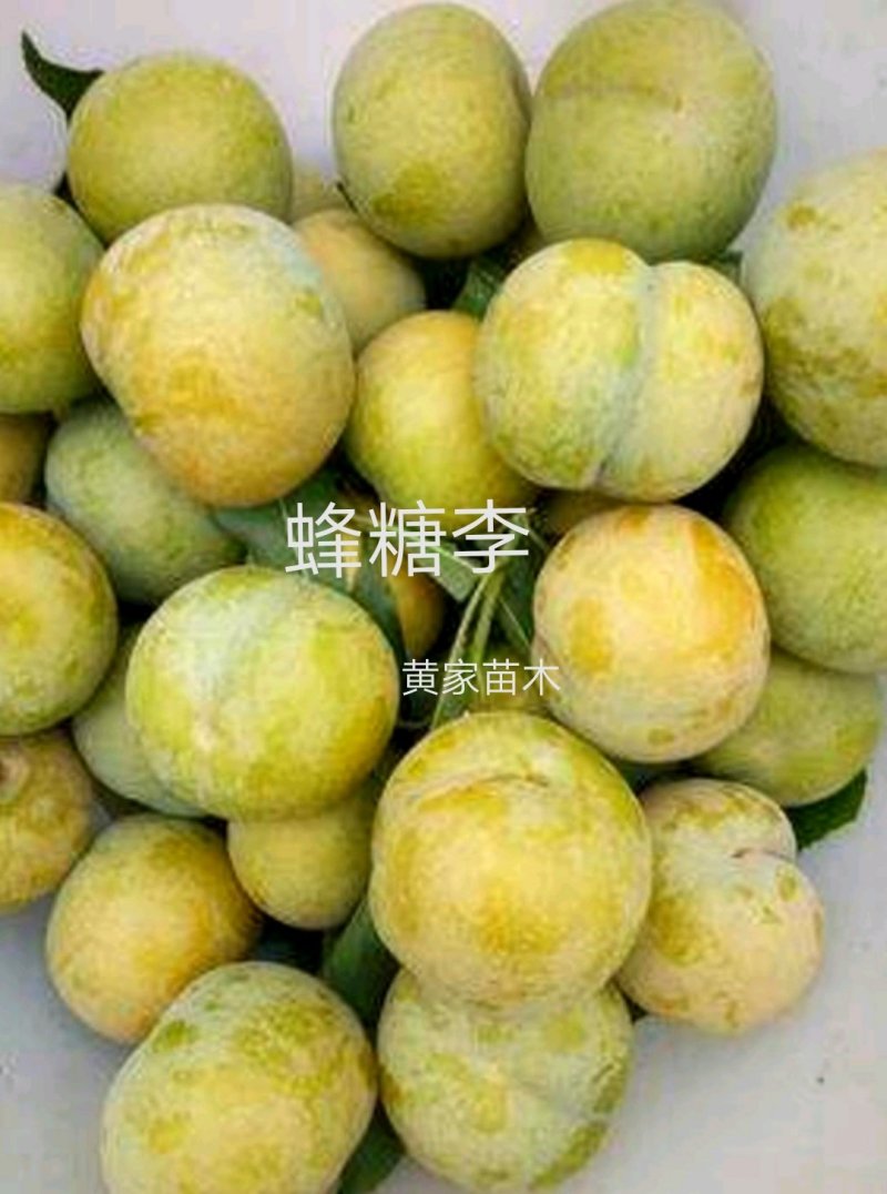 李子树苗蜂糖李子树品种纯真包栽培技术