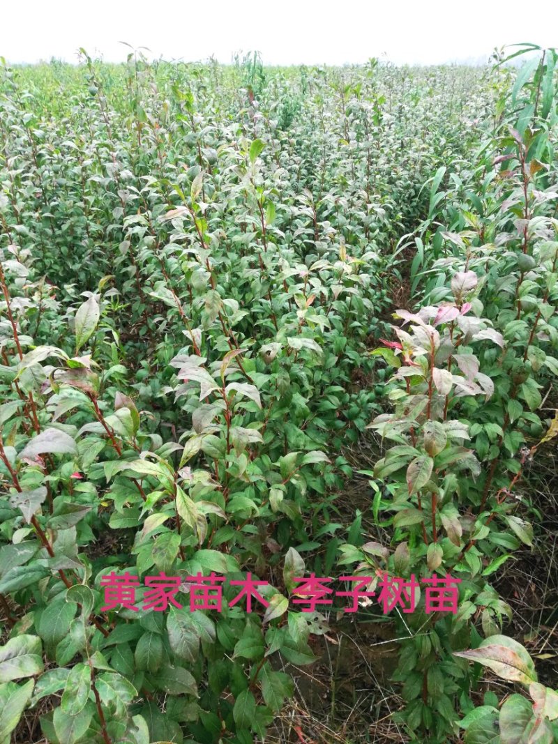 李子树苗蜂糖李子树品种纯真包栽培技术