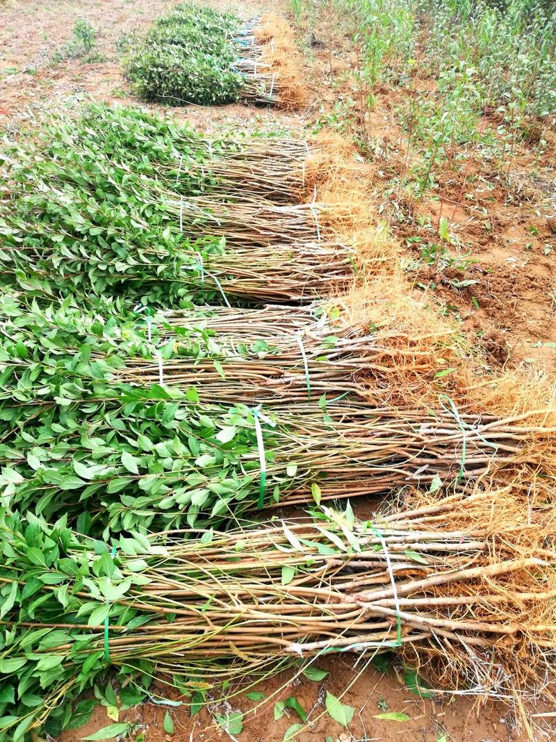李子树苗蜂糖李子树品种纯真包栽培技术