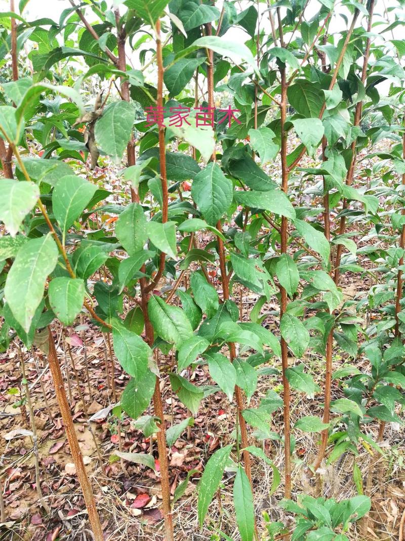 李子树苗蜂糖李子树品种纯真包栽培技术