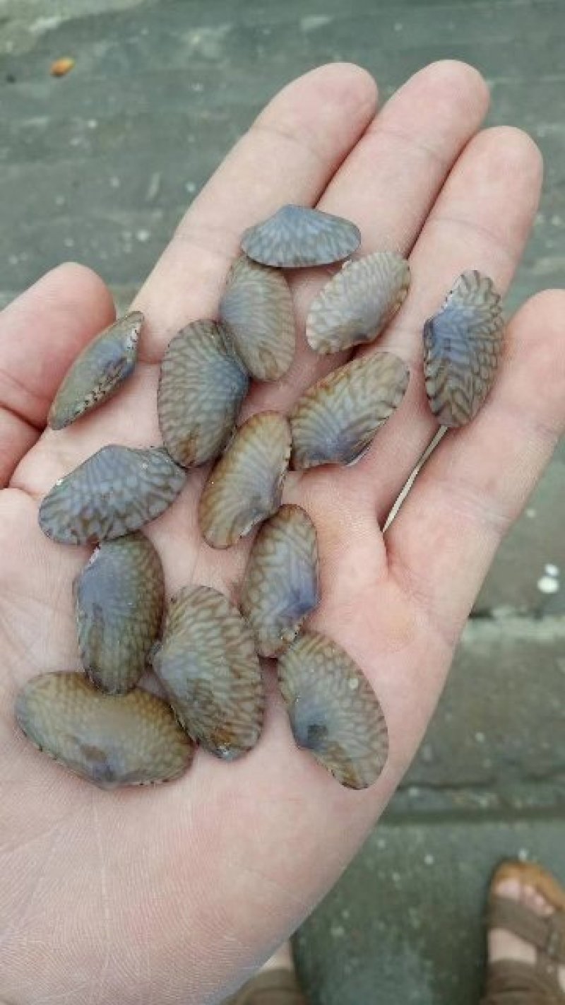 花甲螺，花蛤苗，毛蛤苗，油蛤苗，各种海螺苗