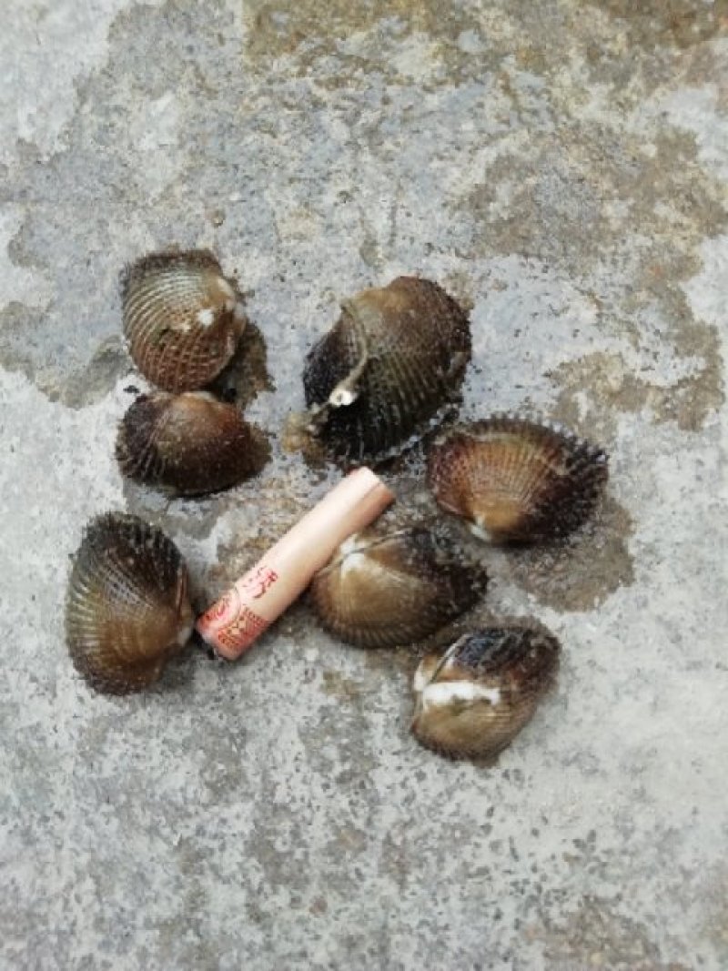 花甲螺，花蛤苗，毛蛤苗，油蛤苗，各种海螺苗