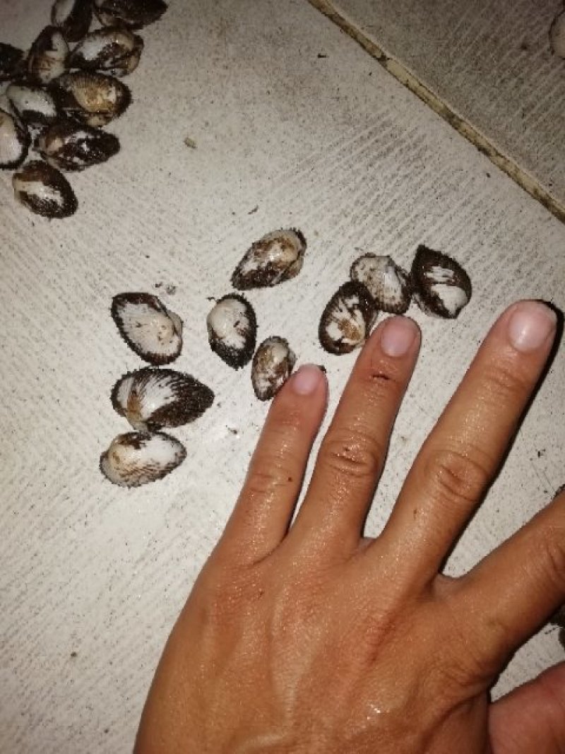 花甲螺，花蛤苗，毛蛤苗，油蛤苗，各种海螺苗