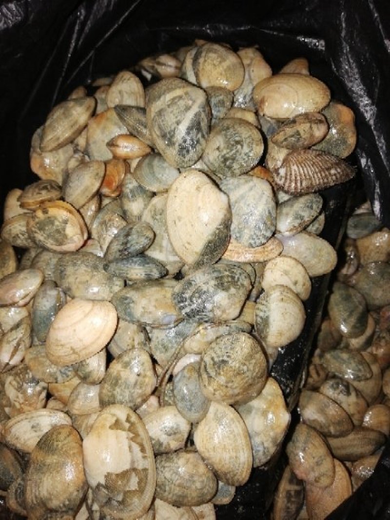 花甲螺，花蛤苗，毛蛤苗，油蛤苗，各种海螺苗