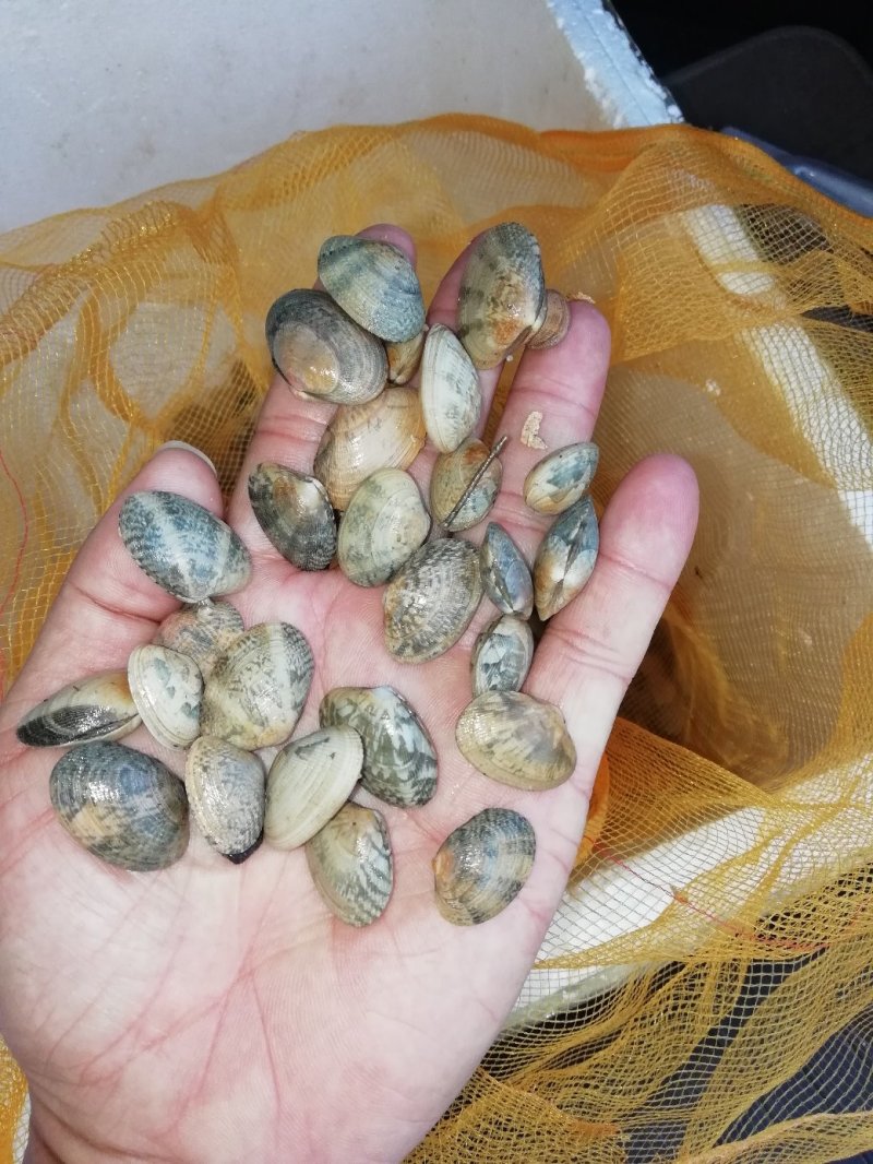 花甲螺，花蛤苗，毛蛤苗，油蛤苗，各种海螺苗