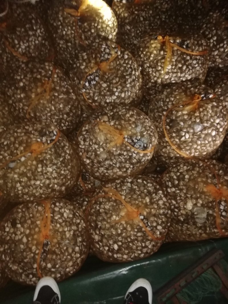 花甲螺，花蛤苗，毛蛤苗，油蛤苗，各种海螺苗