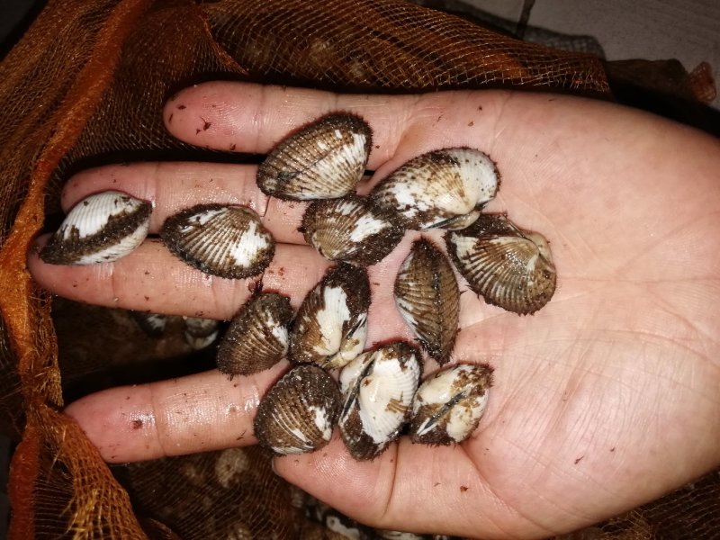 花甲螺，花蛤苗，毛蛤苗，油蛤苗，各种海螺苗