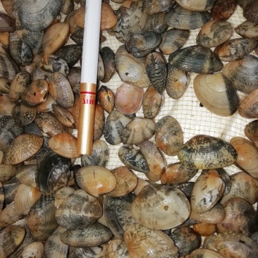 花甲螺，花蛤苗，毛蛤苗，油蛤苗，各种海螺苗