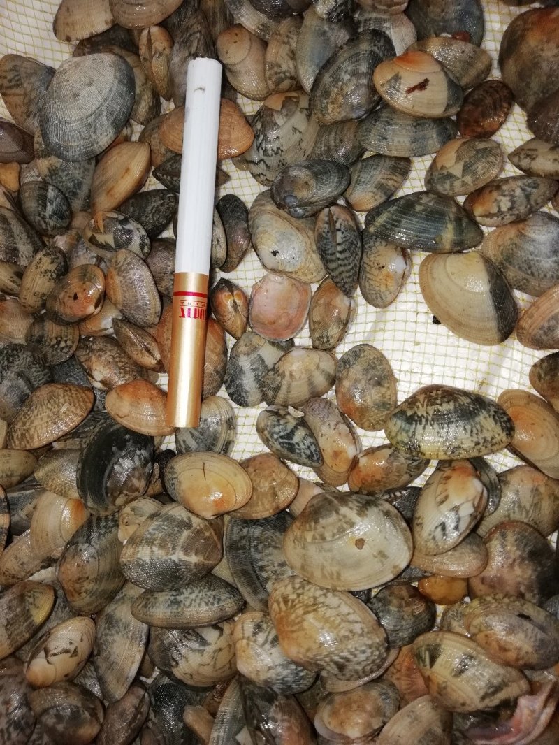 花甲螺，花蛤苗，毛蛤苗，油蛤苗，各种海螺苗
