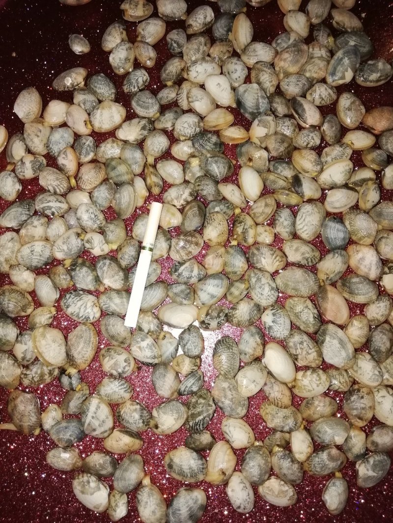 花甲螺，花蛤苗，毛蛤苗，油蛤苗，各种海螺苗