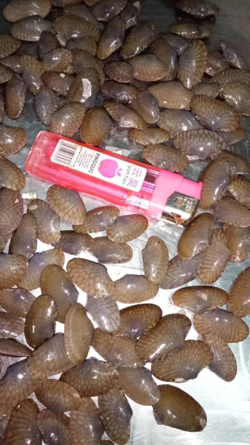 花甲螺，花蛤苗，毛蛤苗，油蛤苗，各种海螺苗