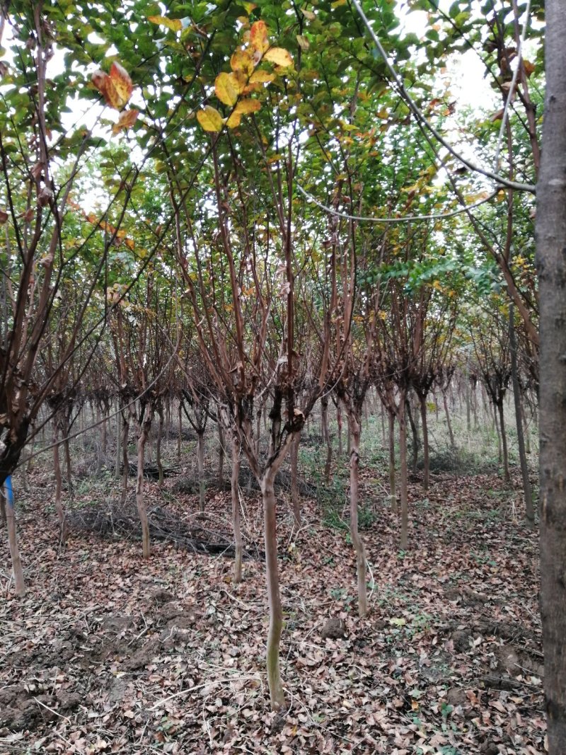 紫薇5-7公分大量供应