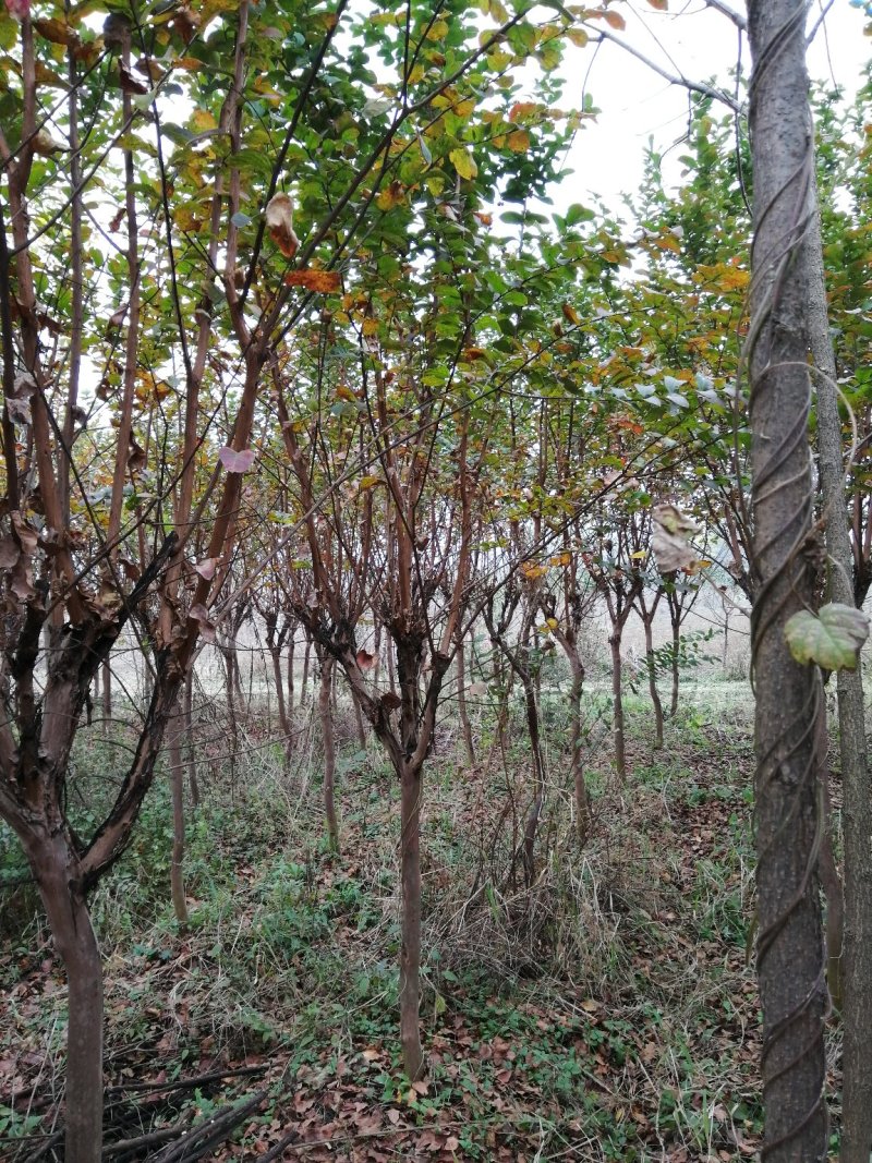 紫薇5-7公分大量供应