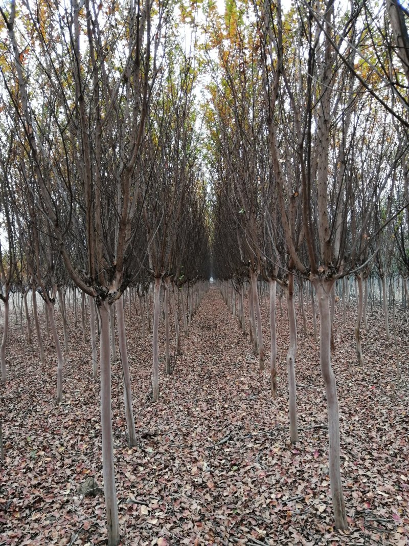 紫薇5-7公分大量供应