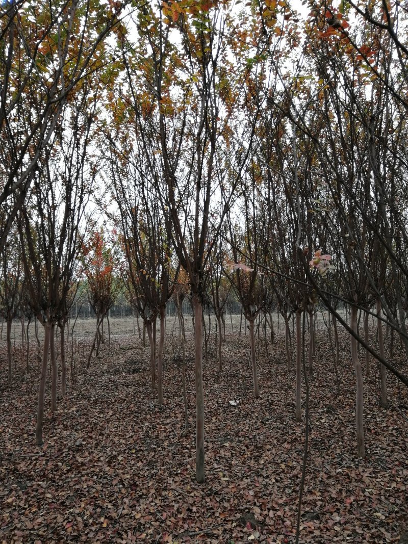 紫薇5-7公分大量供应