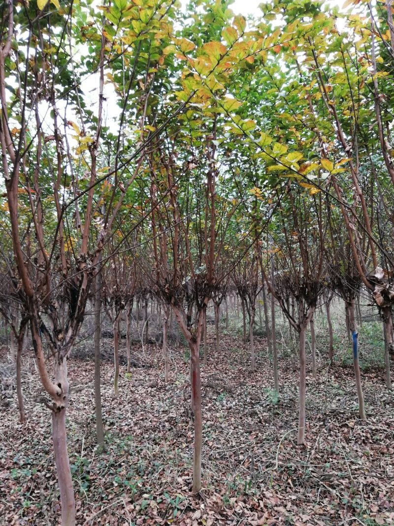 紫薇5-7公分大量供应