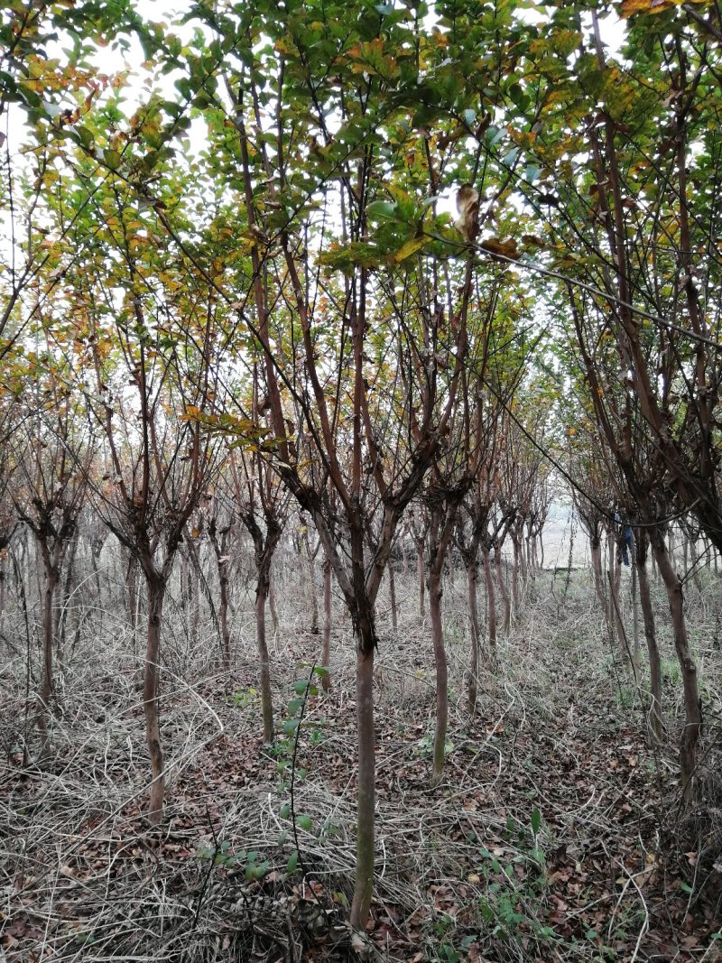 紫薇5-7公分大量供应