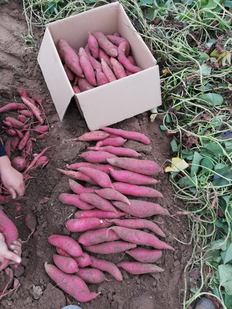 西瓜红