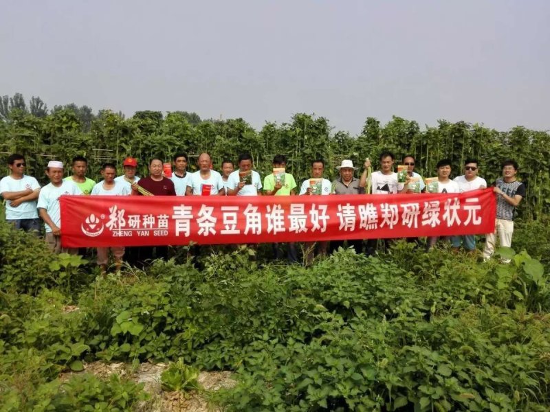 郑豇国秀翠绿条豆角种子抗病高产200克