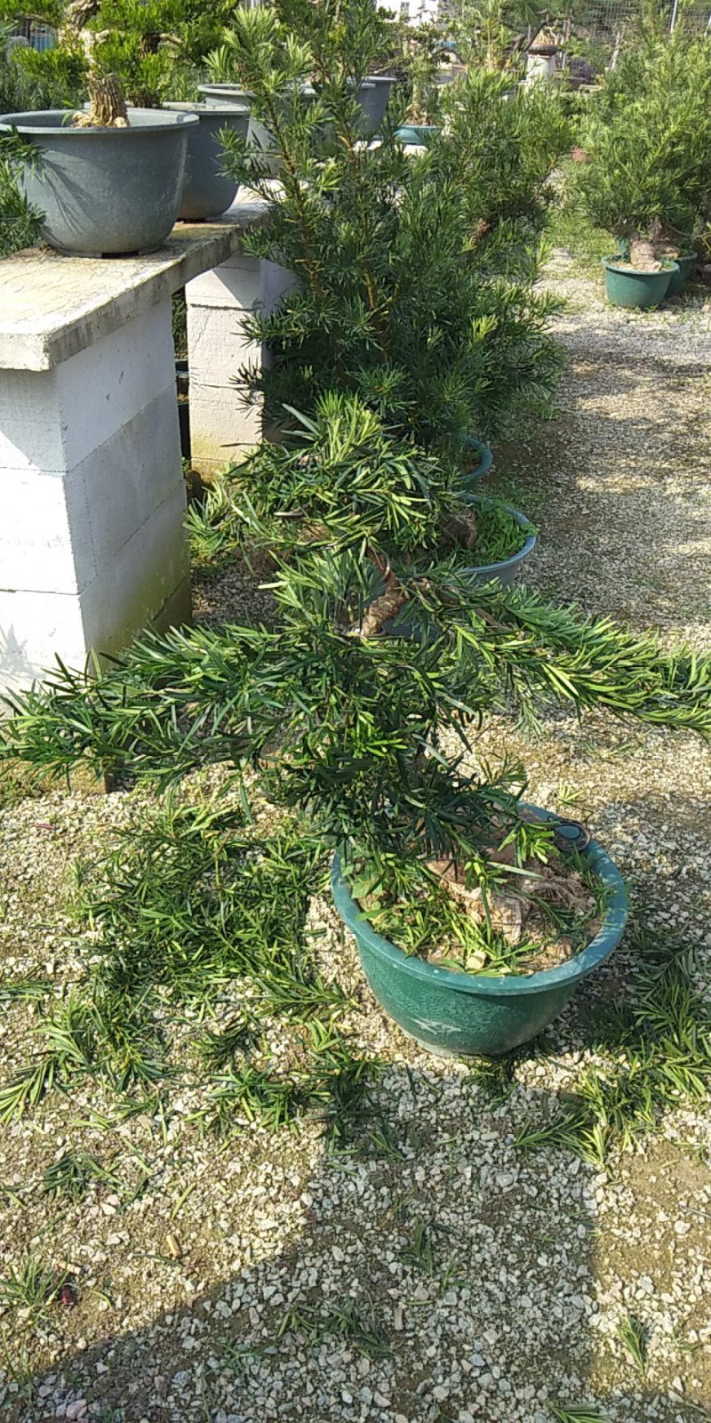 雀舌黄杨
