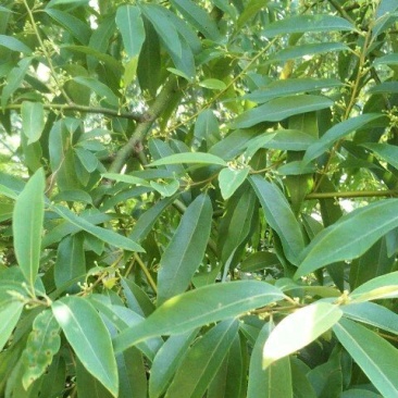 大量供应木姜子树苗