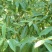 大量供应木姜子树苗