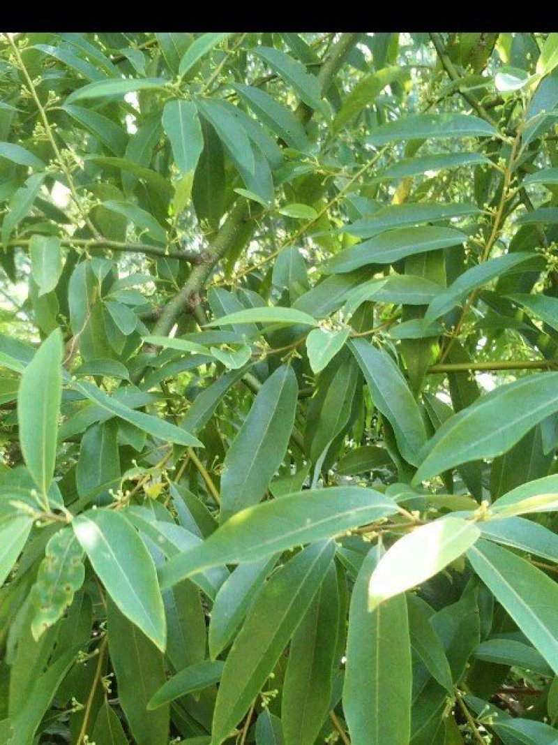 大量供应木姜子树苗
