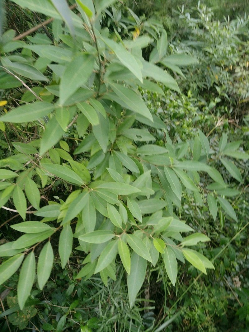 大量供应木姜子树苗