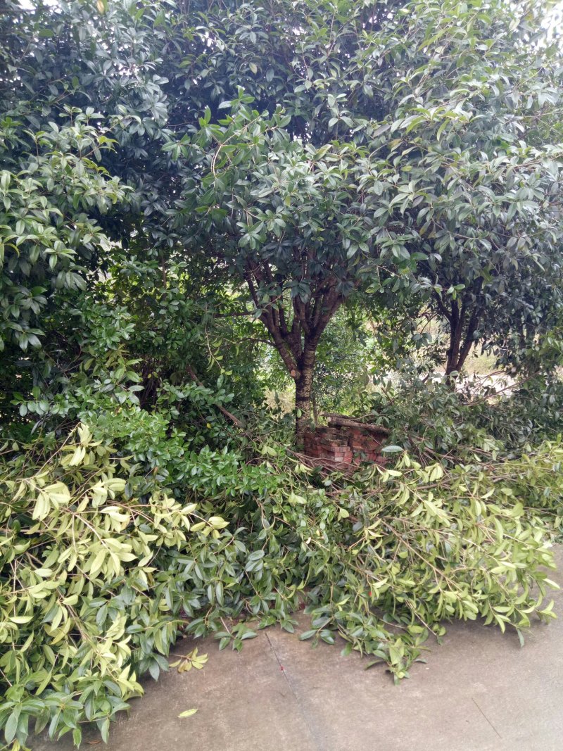 桂花树，香樟