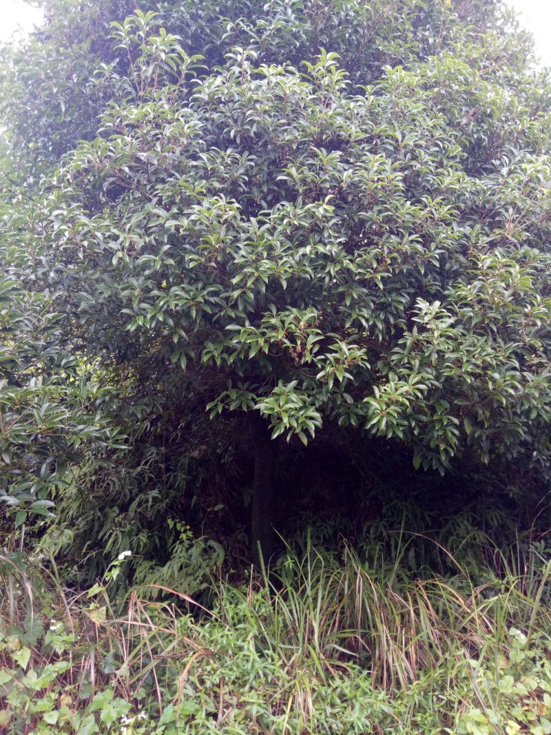 桂花树，香樟