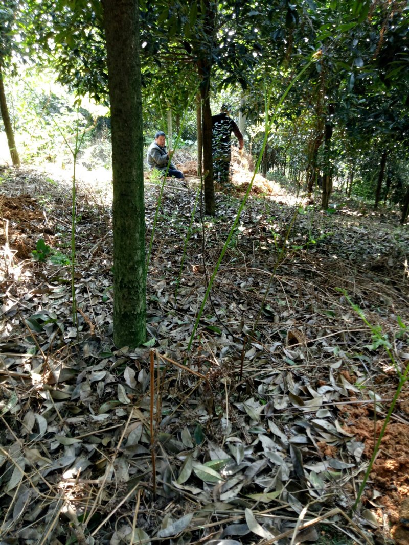 桂花树，香樟