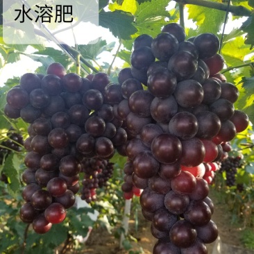 甲壳素水溶肥