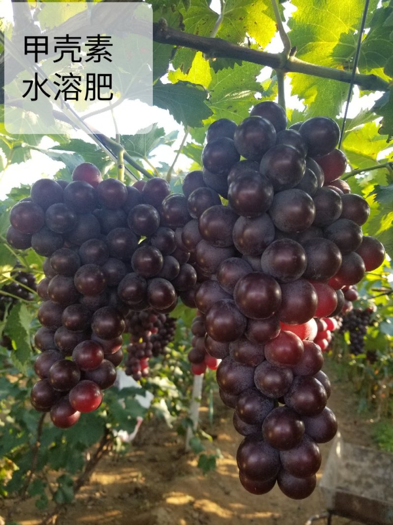 甲壳素水溶肥