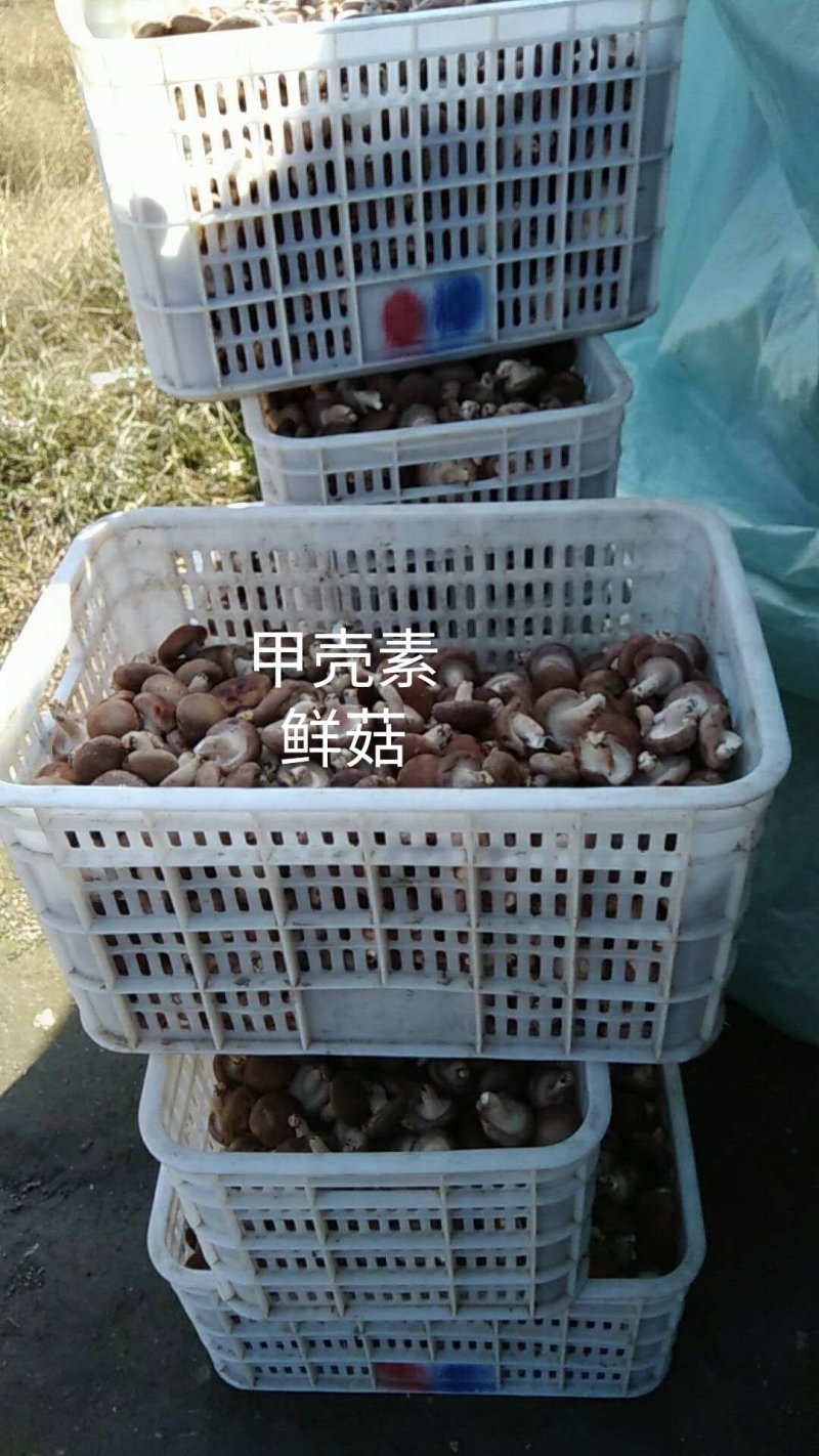 甲壳素水溶肥