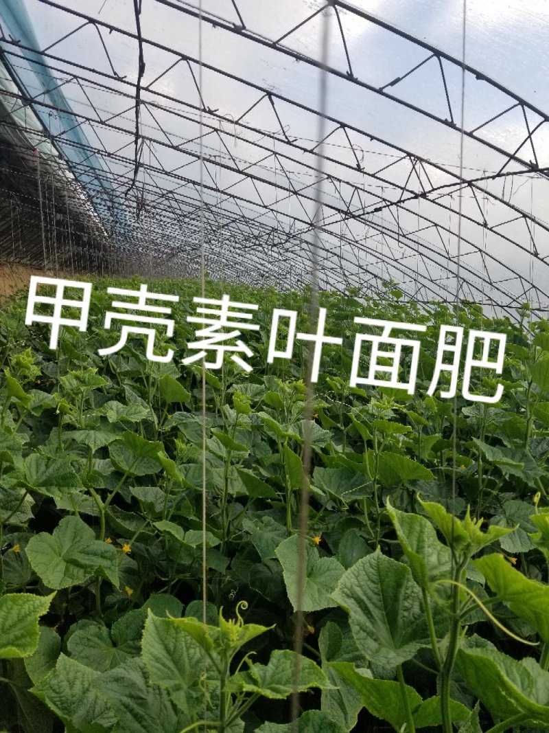 甲壳素水溶肥