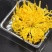 金丝皇菊、高原金丝皇菊、贵安尚菊
