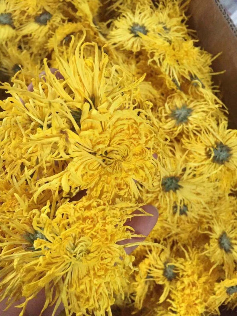 金丝皇菊、高原金丝皇菊、贵安尚菊