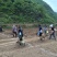 金丝皇菊、贵州金丝皇菊、