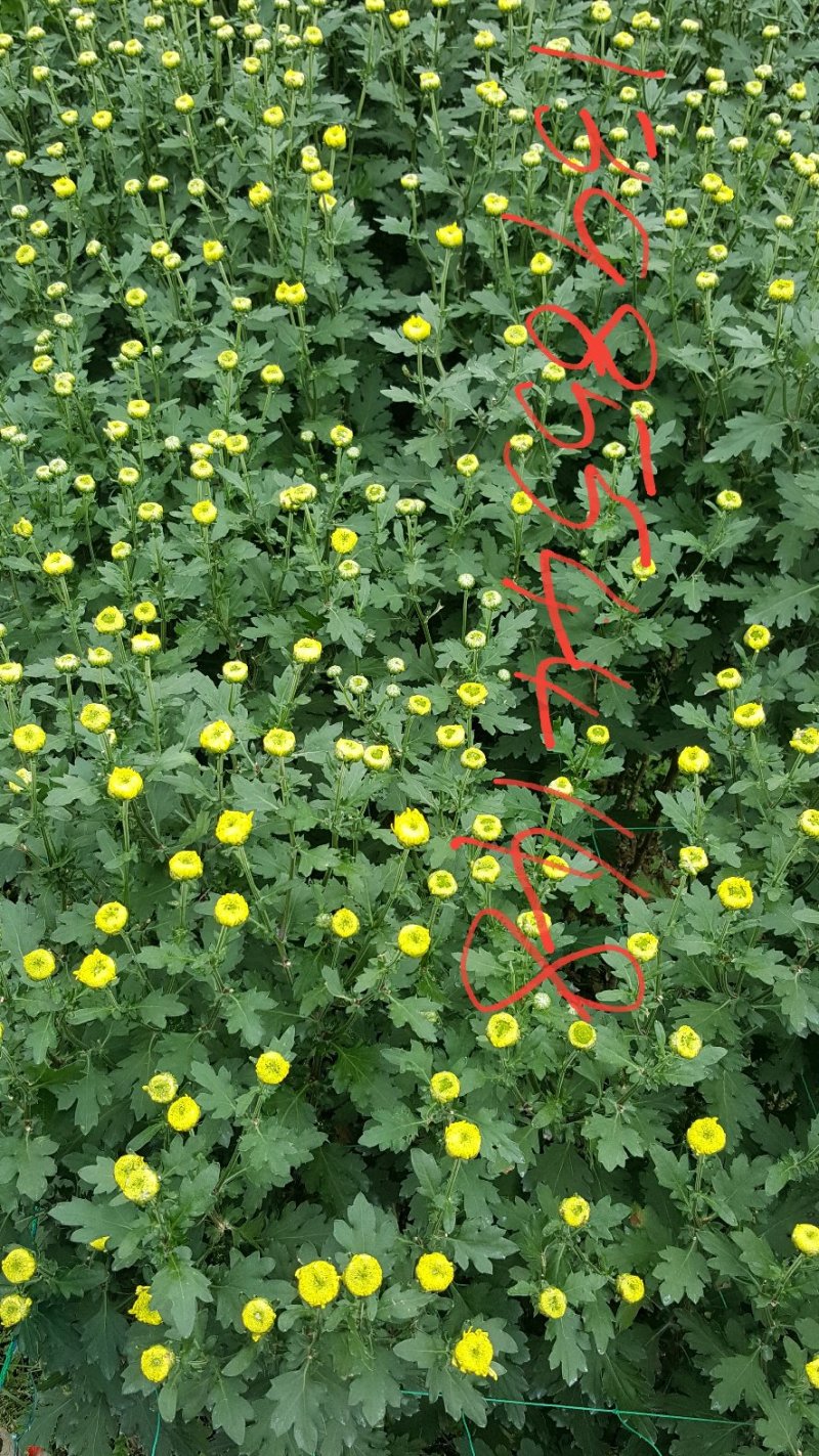 金丝皇菊、贵州金丝皇菊、
