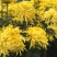 金丝皇菊、贵州金丝皇菊、