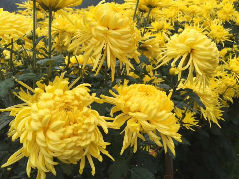 金丝皇菊、贵州金丝皇菊、