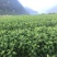 金丝皇菊、贵州金丝皇菊、