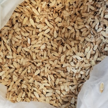 黄芪切片1cm
