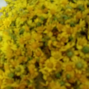 野菊花茶