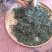 淡竹叶衡阳野生干货