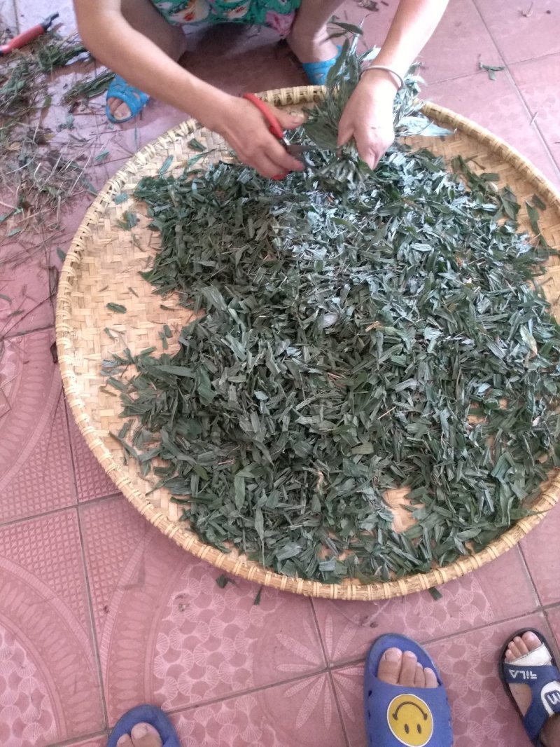 淡竹叶衡阳野生干货