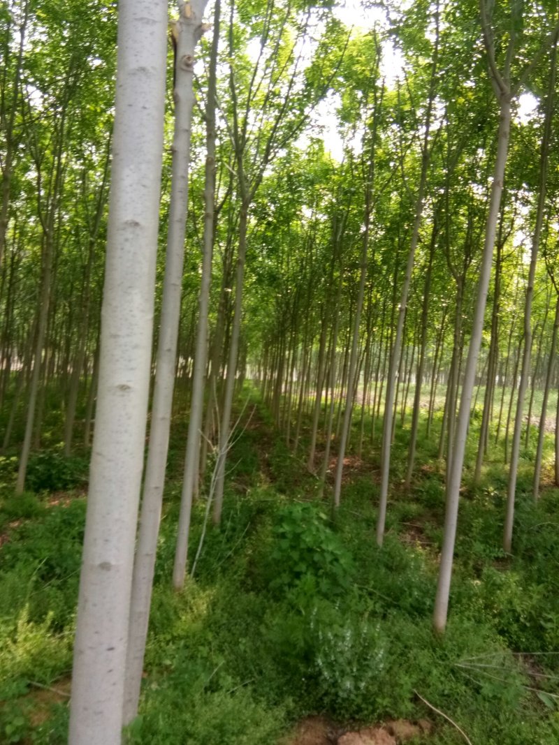 出售7-10公分白蜡
