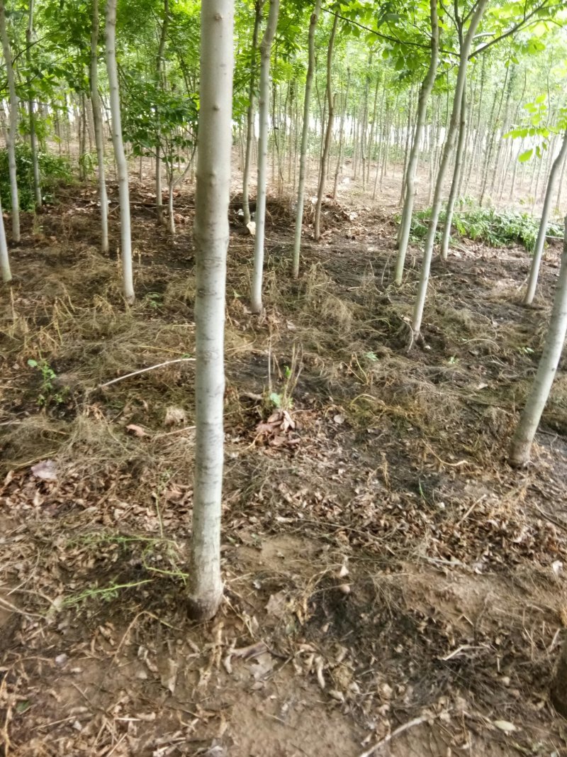出售7-10公分白蜡