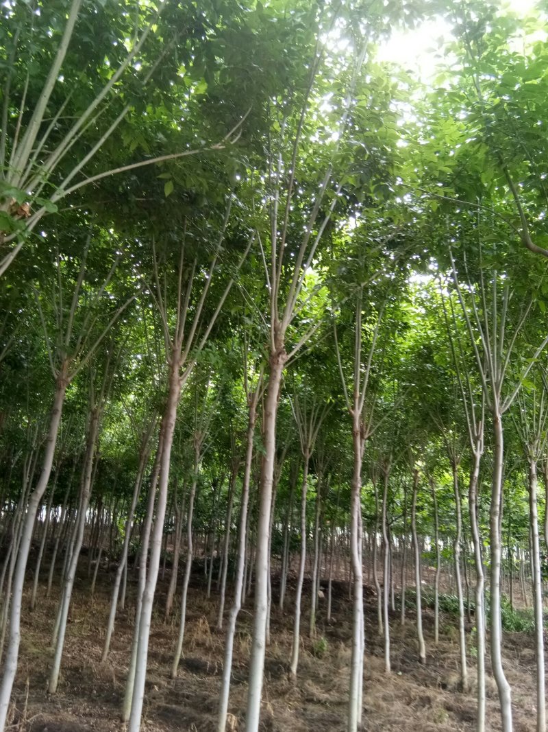 出售7-10公分白蜡